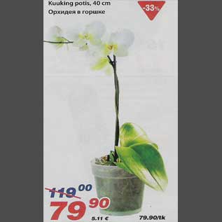 Скидка - Орхидея в горшке