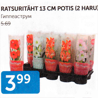 Allahindlus - RATSURITÄHT 13 CM POTIS