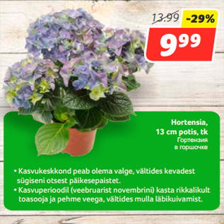 Allahindlus - Hortensia, 13 cm potis, tk