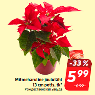 Allahindlus - Mitmeharuline jõulutäht 13 cm potis, tk*