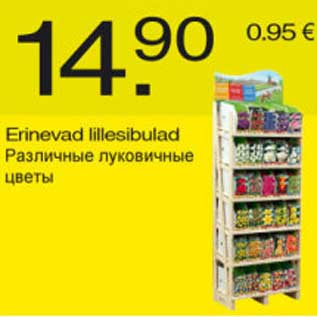 Скидка - Различные луковичные цветы