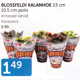 Allahindlus - BLOSSFELDI KALANHOE 23 CM