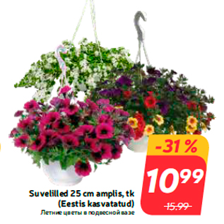 Allahindlus - Suvelilled 25 cm amplis, tk (Eestis kasvatatud)