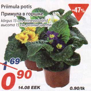 Allahindlus - Priimula potis