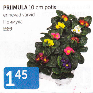 Allahindlus - PRIMULA 10 cm potis