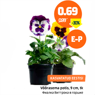 Allahindlus - Võõrasema potis, 9 cm, tk