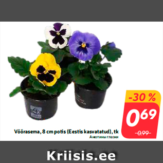 Allahindlus - Võõrasema, 8 cm potis (Eestis kasvatatud), tk