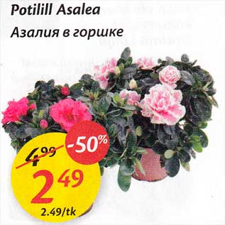 Скидка - Азалия в горшке