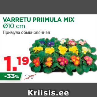Allahindlus - VARRETU PRIIMULA MIX Ø10 cm