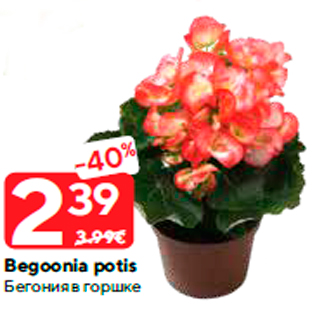 Allahindlus - Begoonia potis