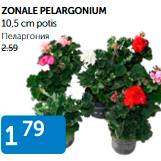 Allahindlus - ZONALE PELARGONIUM