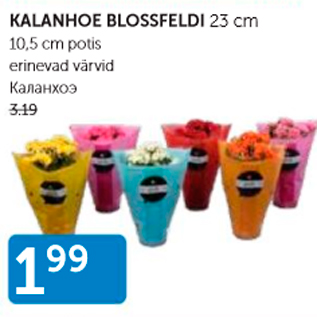 Allahindlus - KALANHOE BLOSSFELDI 23 cm