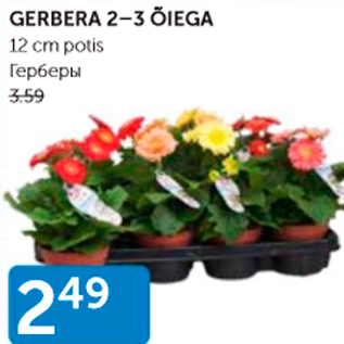 Allahindlus - GERBERA 2-3 ÕIEGA