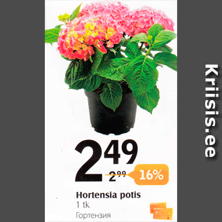 Allahindlus - Hortensia potis 1 kg