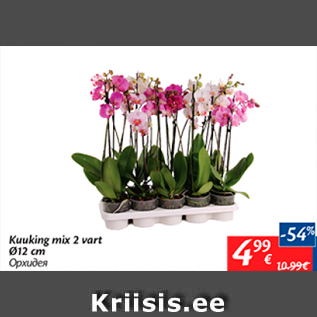 Allahindlus - Kuuking mix 2 vart d12 cm