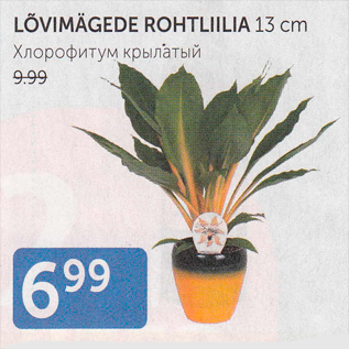 Allahindlus - LÕVIMÄGEDE ROHTLILIA 12 CM