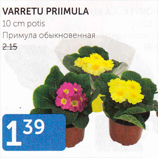 Allahindlus - VARRETU PRIMULA