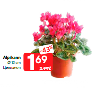 Allahindlus - Alpikann Ø 12 cm