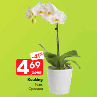 Скидка - Орхидея