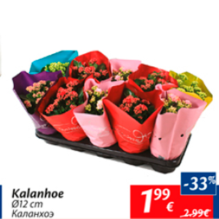 Скидка - Каланхое