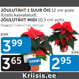 Allahindlus - JÕULUTÄHT 1 SUUR ÕIS 12 cm potis