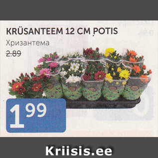 Allahindlus - KRÜSANTEEM 12 CM POTIS