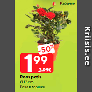 Скидка - Роза в горшке