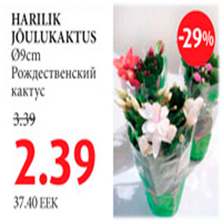 Скидка - Рождественский кактус