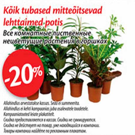Комнатные лиственные нецветущие растения в горшках -20%