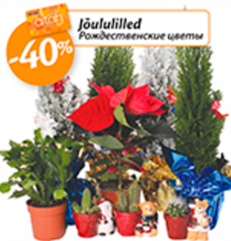 Рождественские цветы  -40%