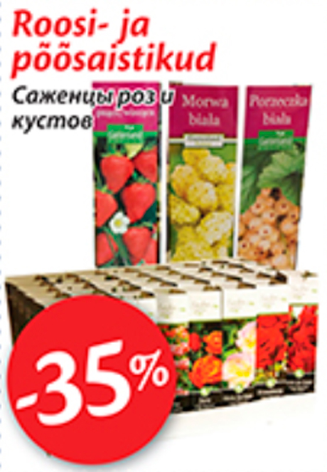 Саженцы роз и кустов  -35%