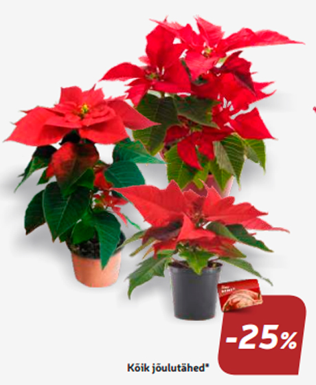 Все рождественские звезды *  -25%