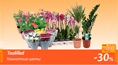 Комнатные цветы  -30%