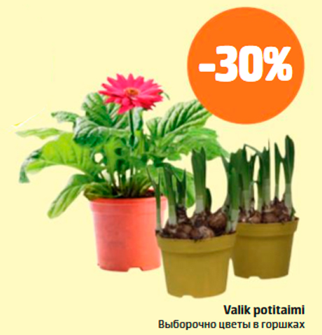 Выборочно цветы в горшках  -30%