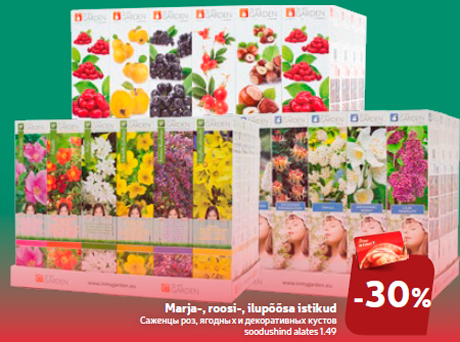 Саженцы роз, ягодных и декоративных кустов  -30%