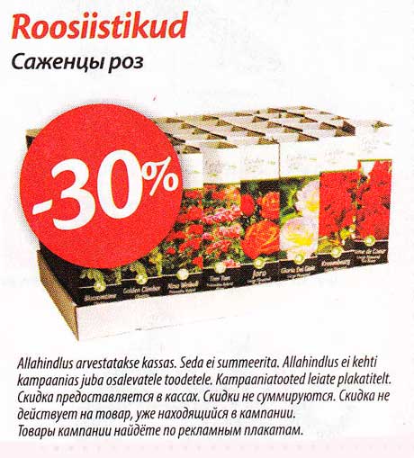 Саженцы роз -30%