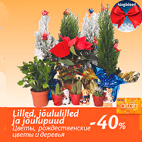 Цветы, рождественские цветы и деревья  -40%