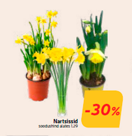 Нарциссы  -30%