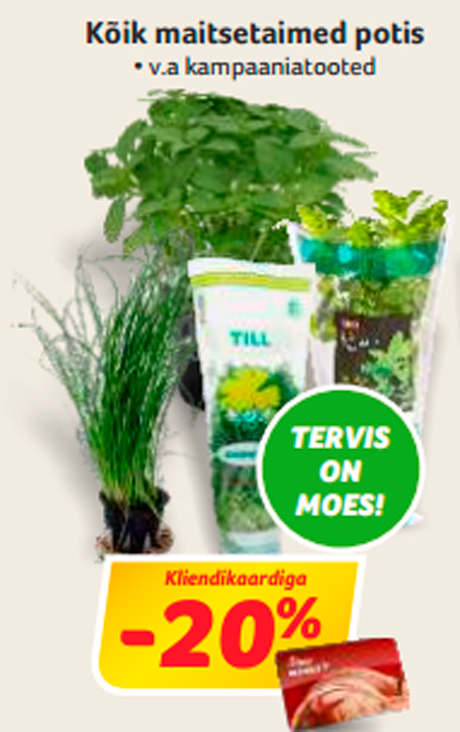 Kõik maitsetaimed potis  -20%