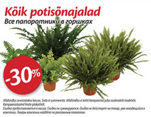 Все папоротники в горшках -30%