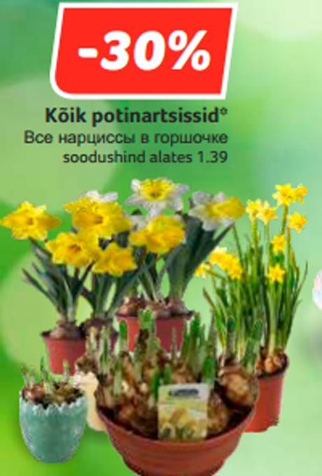 Все нарциссы в горшочке  -30%
