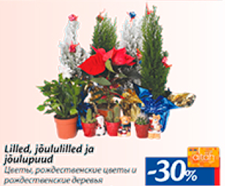 Lilled, jõululilled ja jõulupuud  -30%