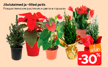 Рождественские растения и цветы в горшках  -30%