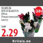 HARILIK JÕULUKAKTUS Ø9cm