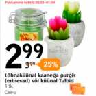 Lõhnaküünal kaanega purgis (erinevad) või küünal Tulbid 1 tk