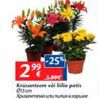 Krüsanteem või liilia potis
Ø13 cm
