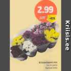 Krüsanteemi mix