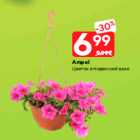 Ampel
