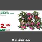 HERTSOGLEMMALTS
