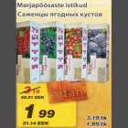 Marjapõõsaste istikud
